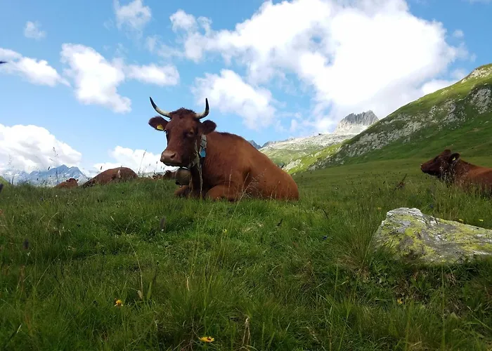 Tgesa Felici
